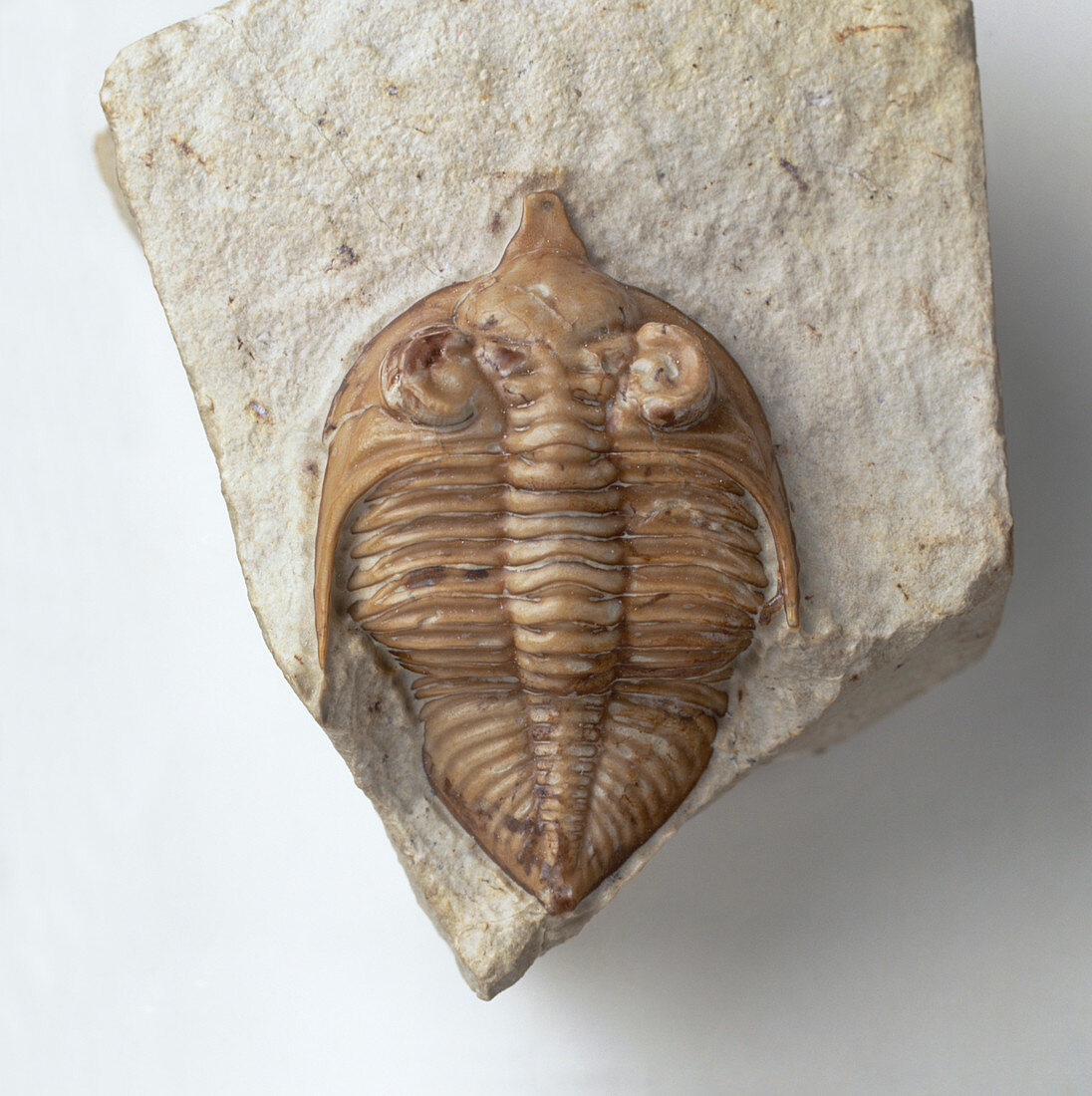 Trilobite fossil exoskeleton in stone