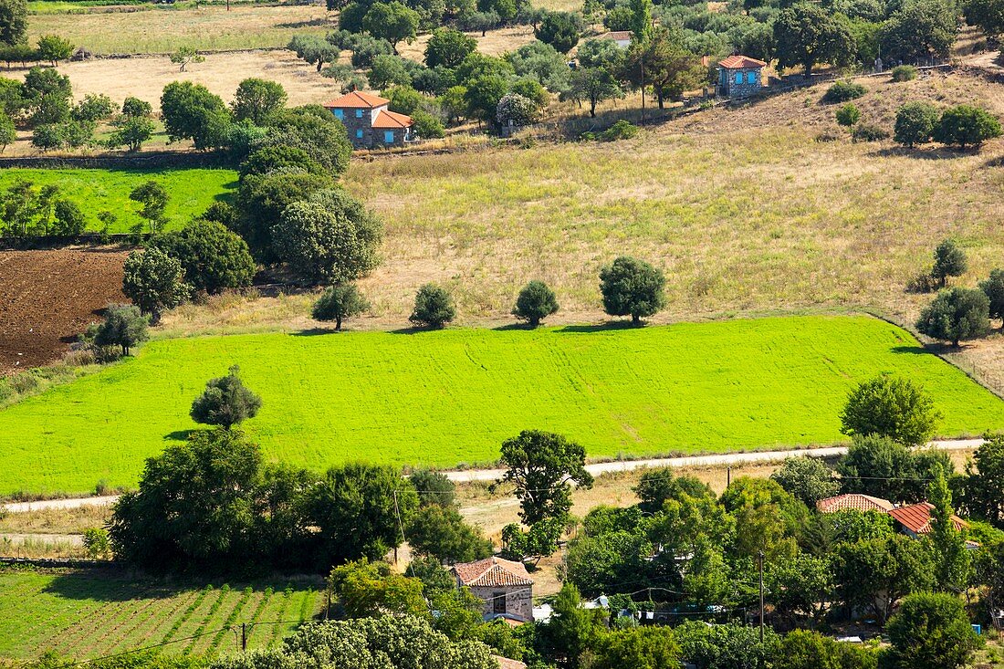 Irrigated crops in Skala Eresou on Lesvos