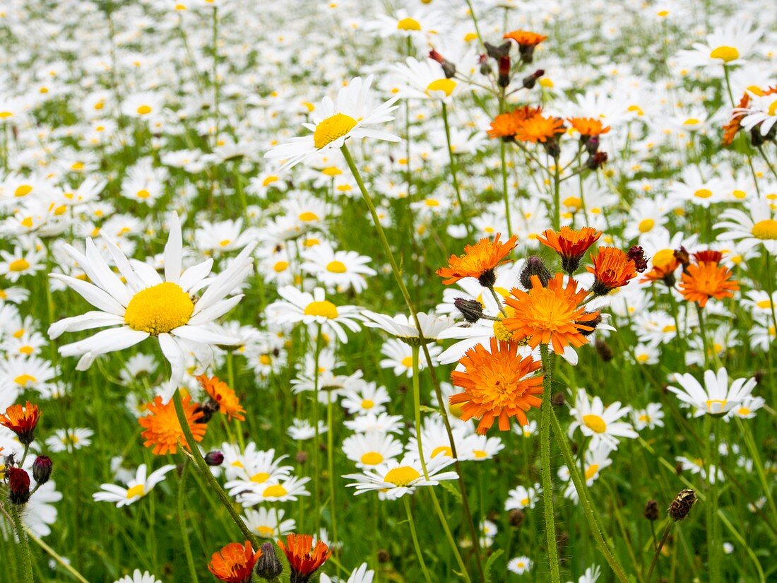 Wild flowers in a meadow