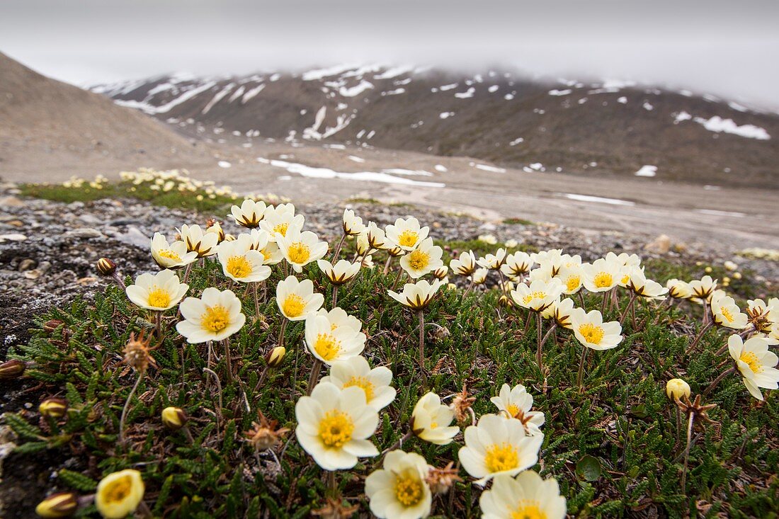 Arctic wildflowers
