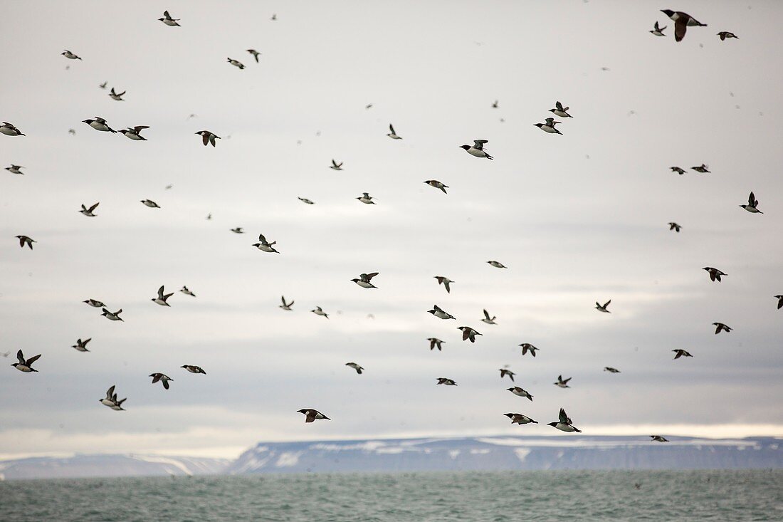 Sea bird nesting cliffs at Aalkefjellet
