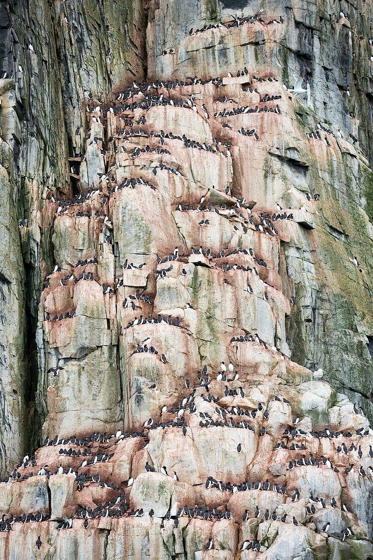 Sea bird nesting cliffs at Aalkefjellet