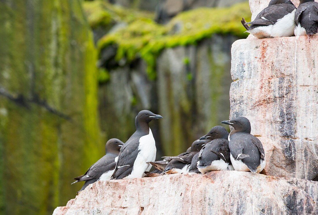 Sea bird nesting cliffs at Aalkefjellet