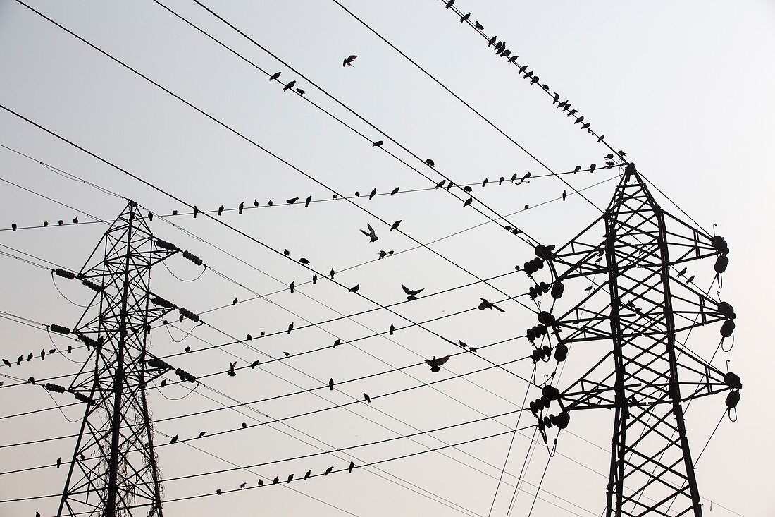 Pigeons on electricity wires in Calcutta