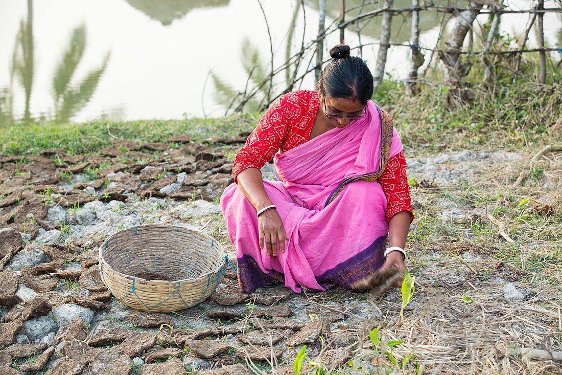 A woman collecting dried cow dung