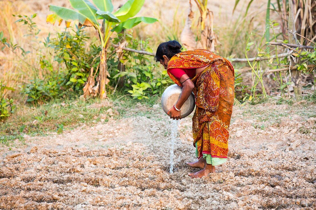 Subsistence farmer watering vegetables