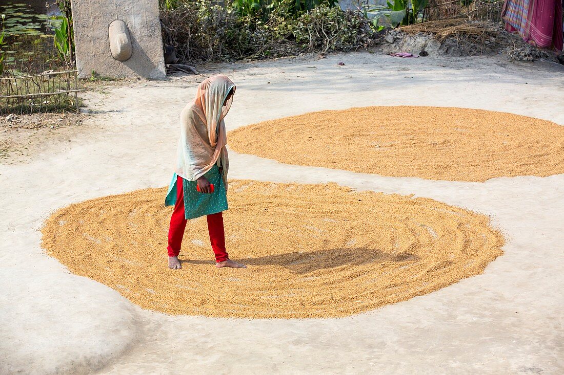 A woman drying her rice crop