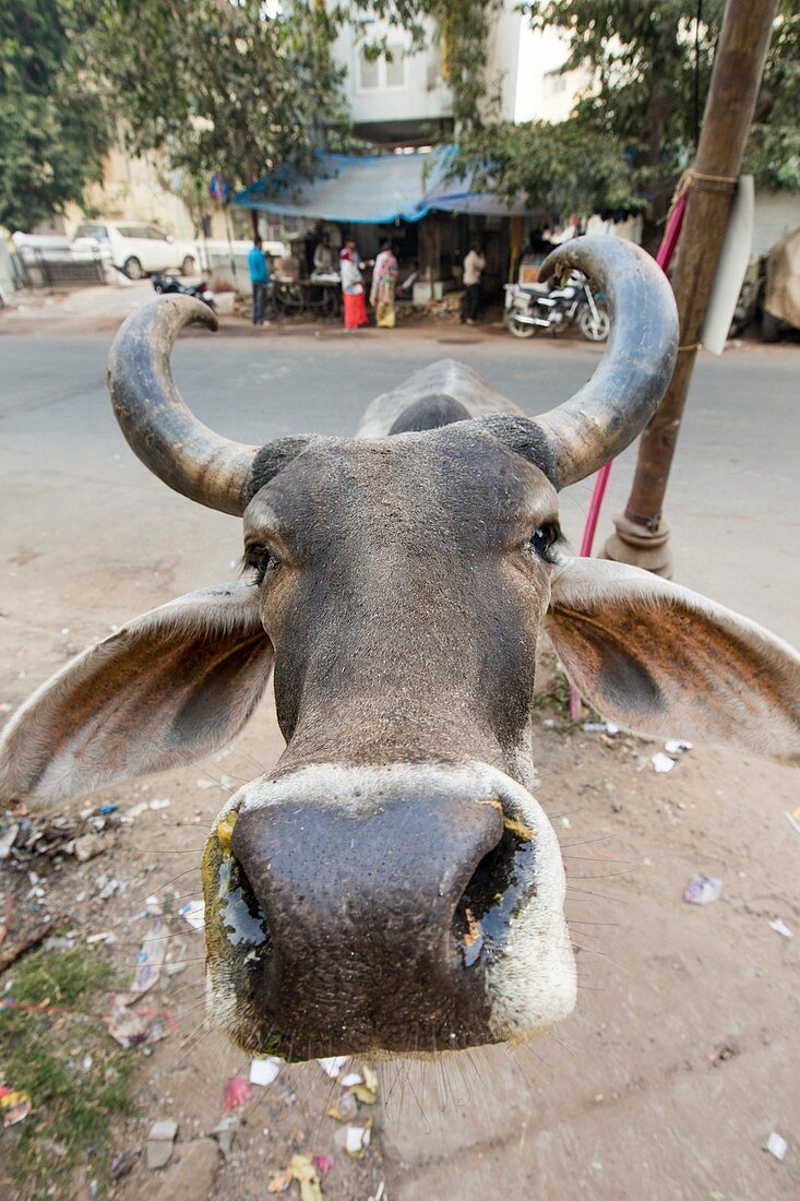 Brahman cow in Ahmedabad,India