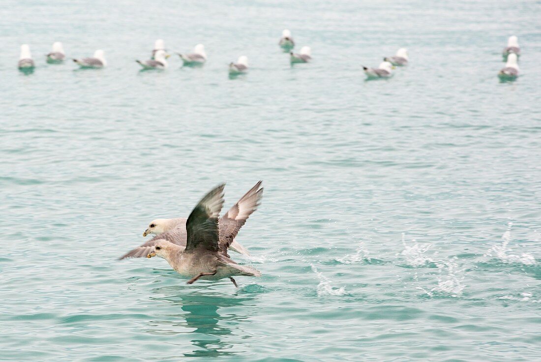 Black Legged Kittiwake