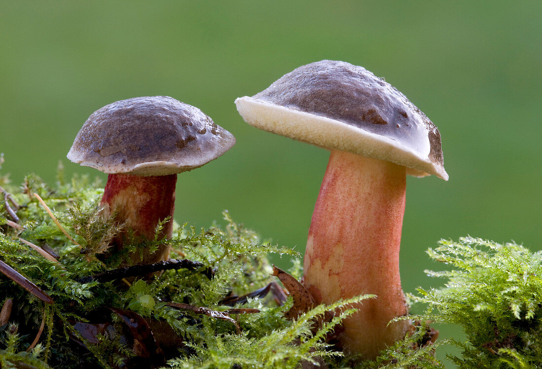 Bay bolete