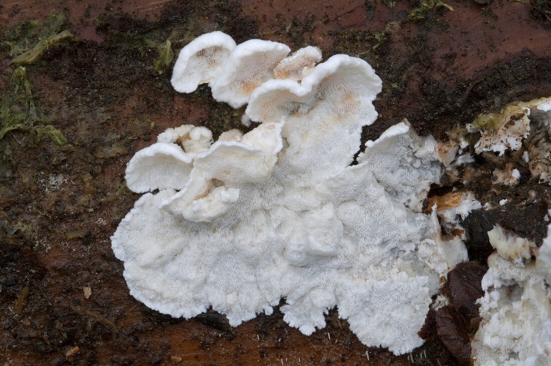 Greasy bracket fungus