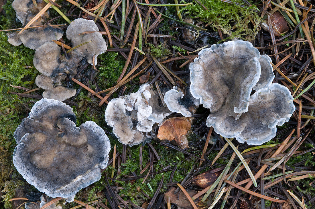 Conifer blueing bracket fungus