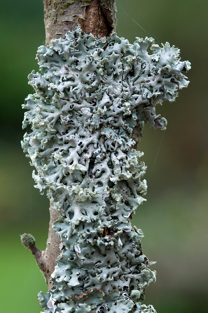 Tube lichen
