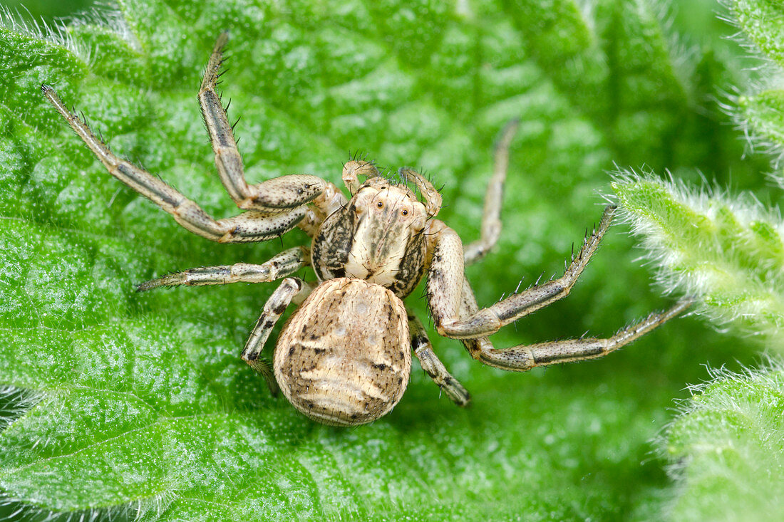 Common Crab spider