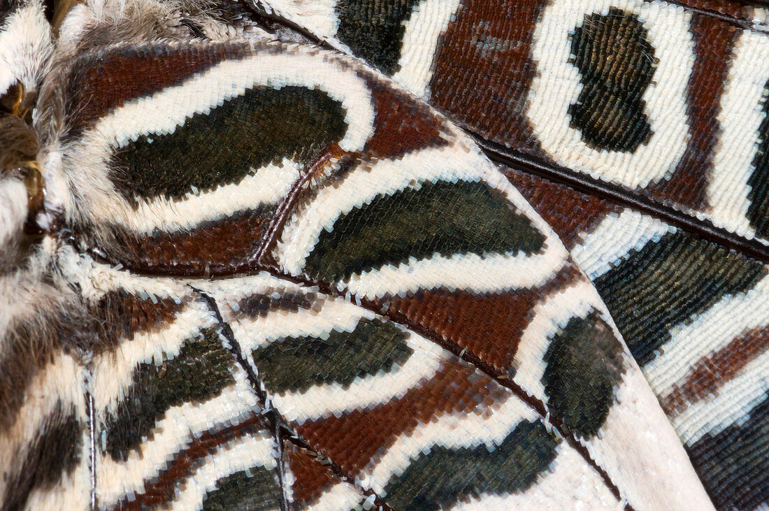 Two-tailed pasha butterfly