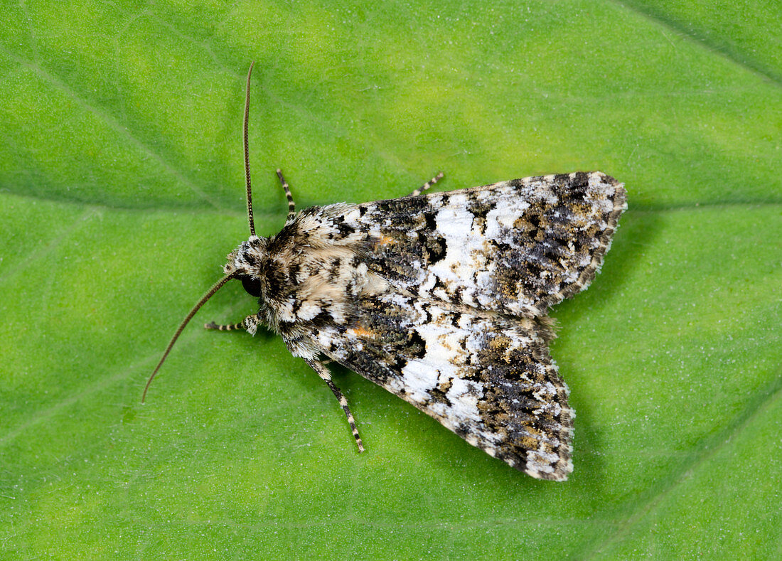 Varied coronet moth