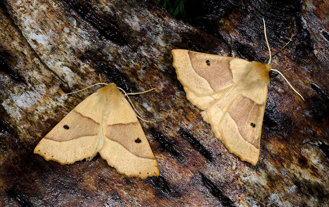 Scalloped oak moths