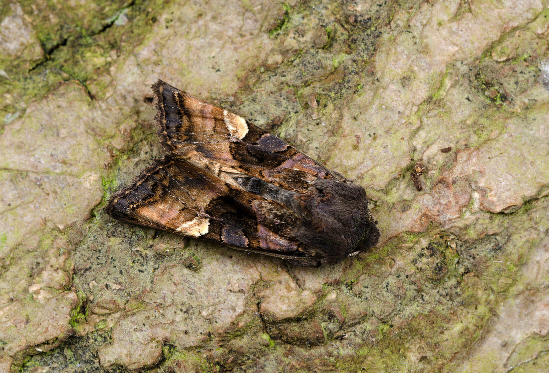 Small angle shades moth