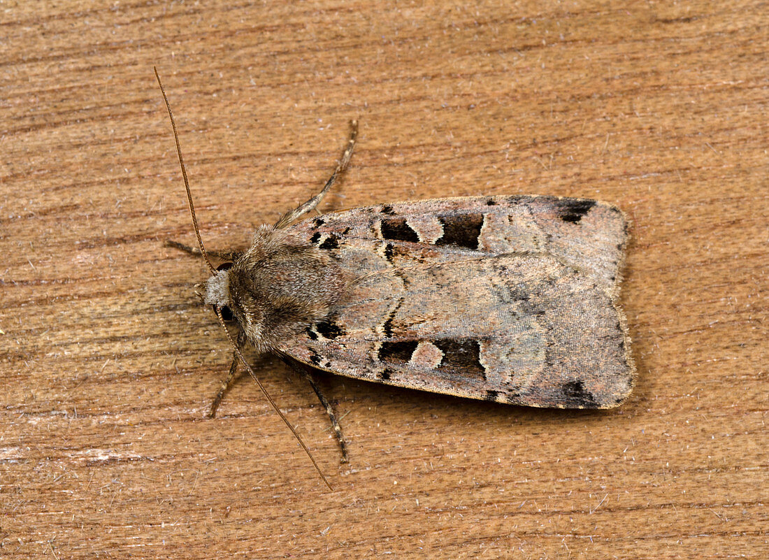 Double square-spot moth