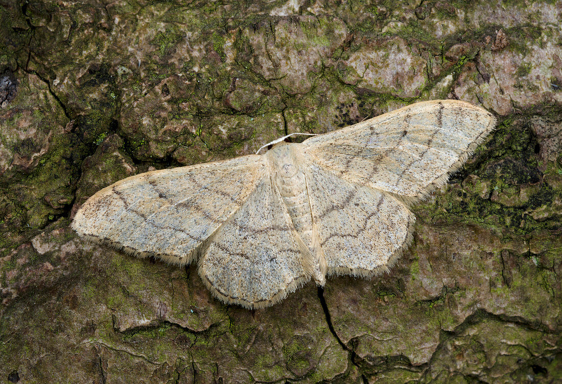 Riband wave moth