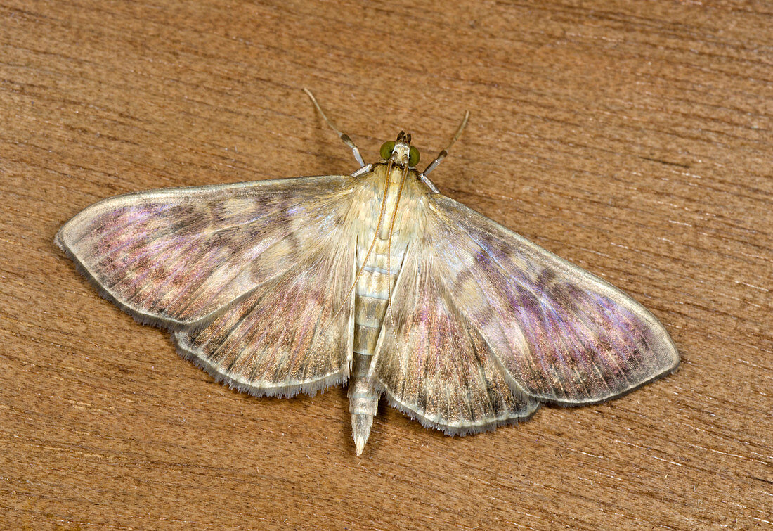 Mother-of-Pearl moth