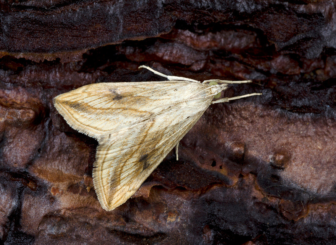 Garden pebble moth