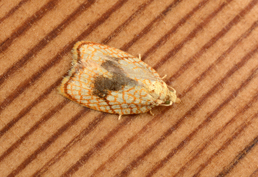 Maple button moth