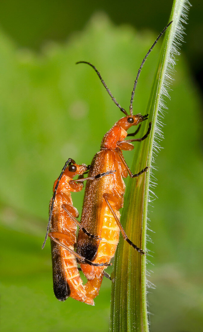 Soldier beetles mating