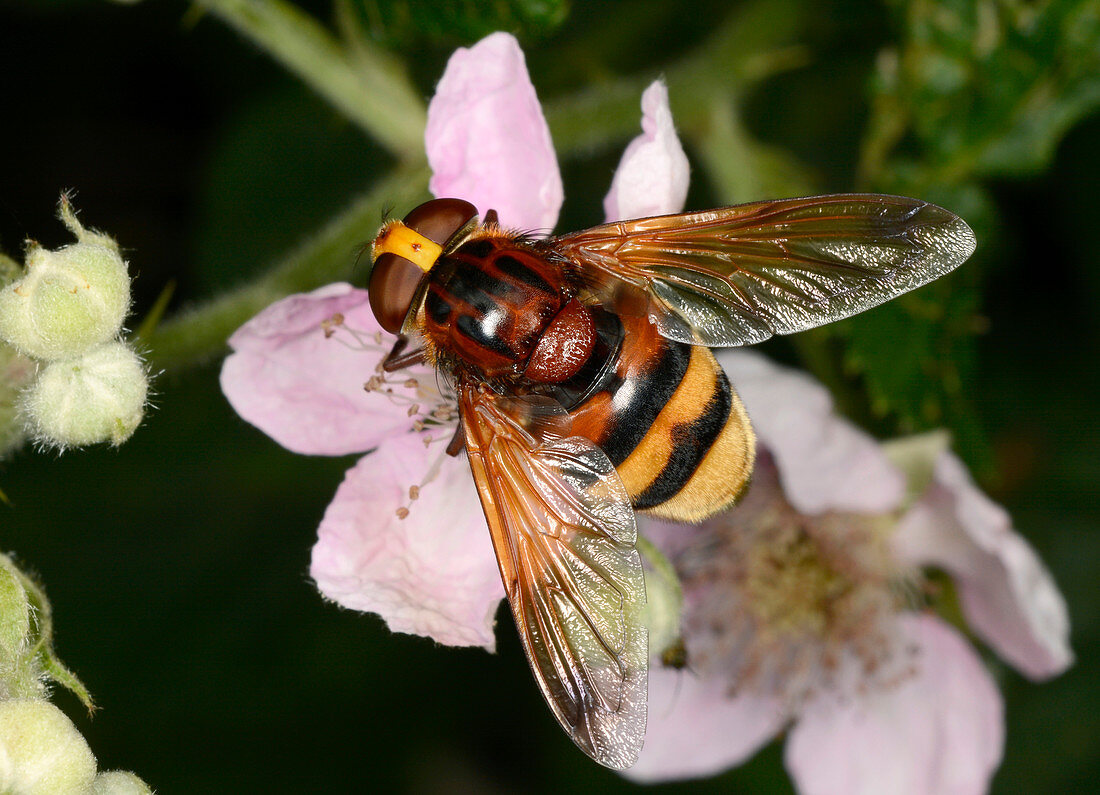 Hornet hoverfly