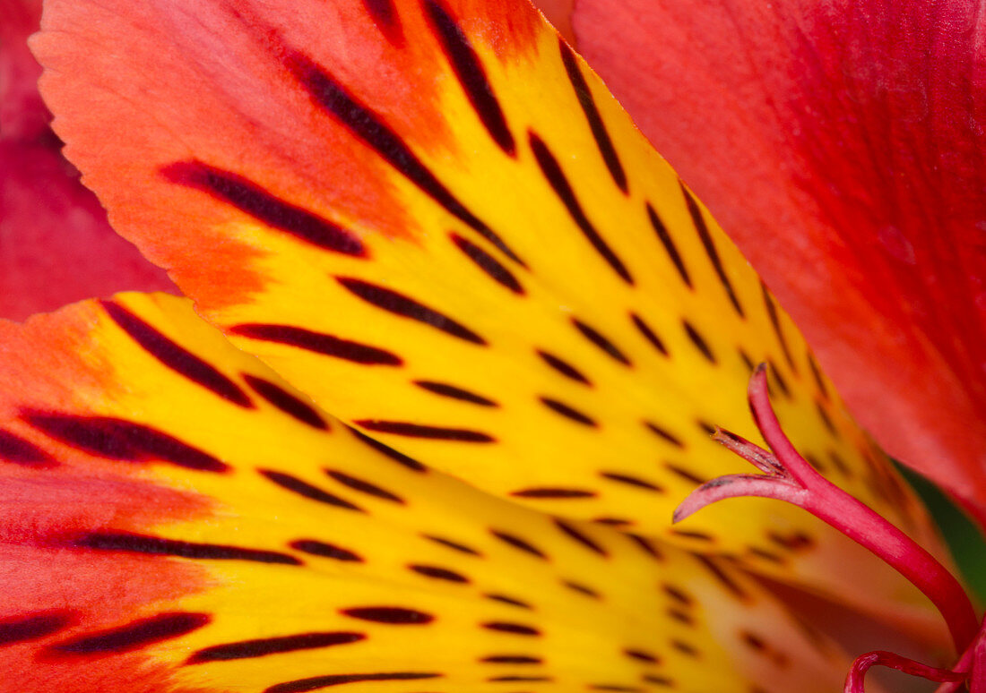 Peruvian lily abstract