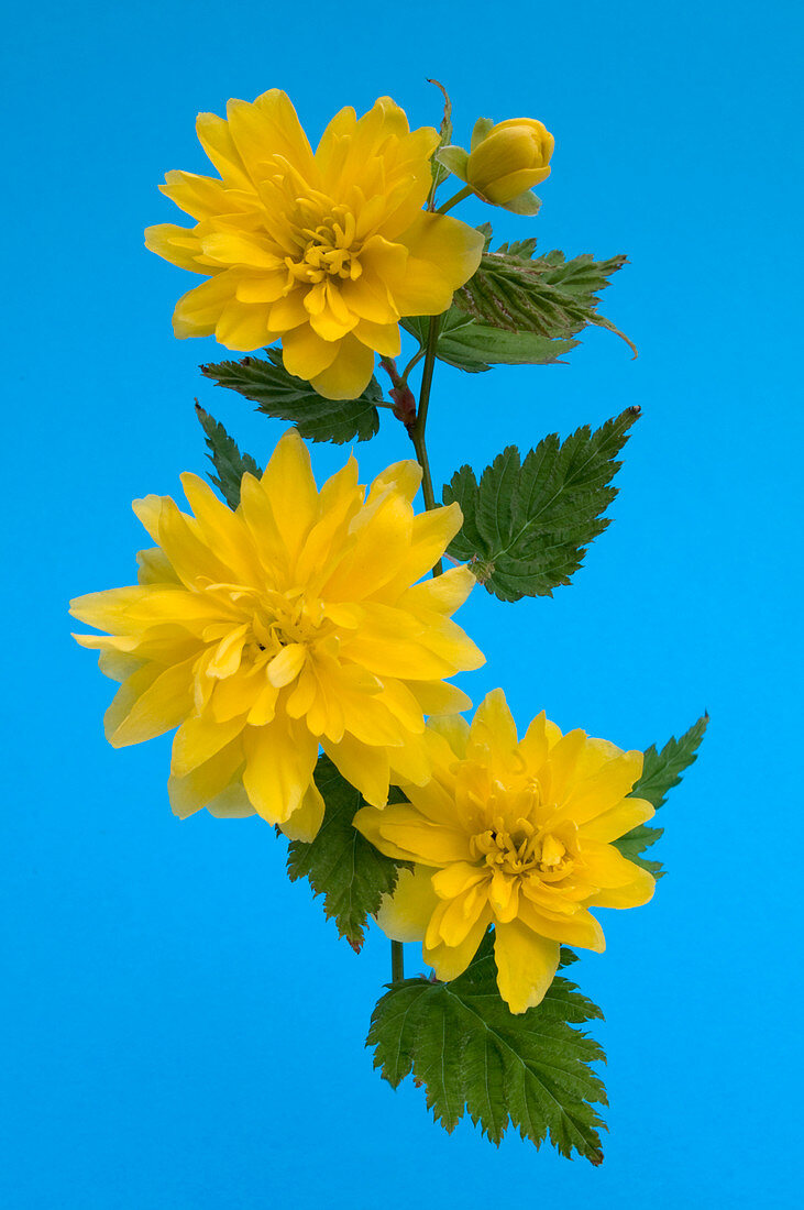 Kerria japonica 'Pleniflora' spray