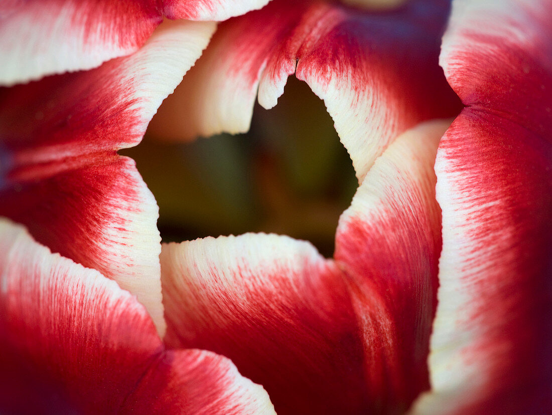 Tulip abstract