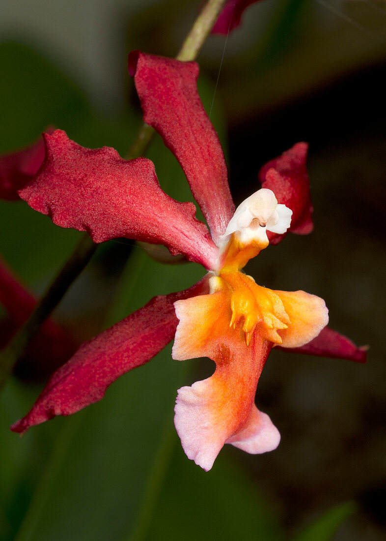 Oncidium ornithorhynchum hybrid orchid