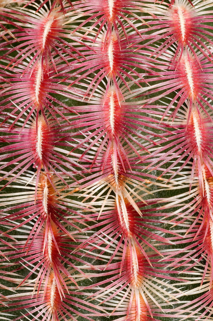 Pink comb cactus
