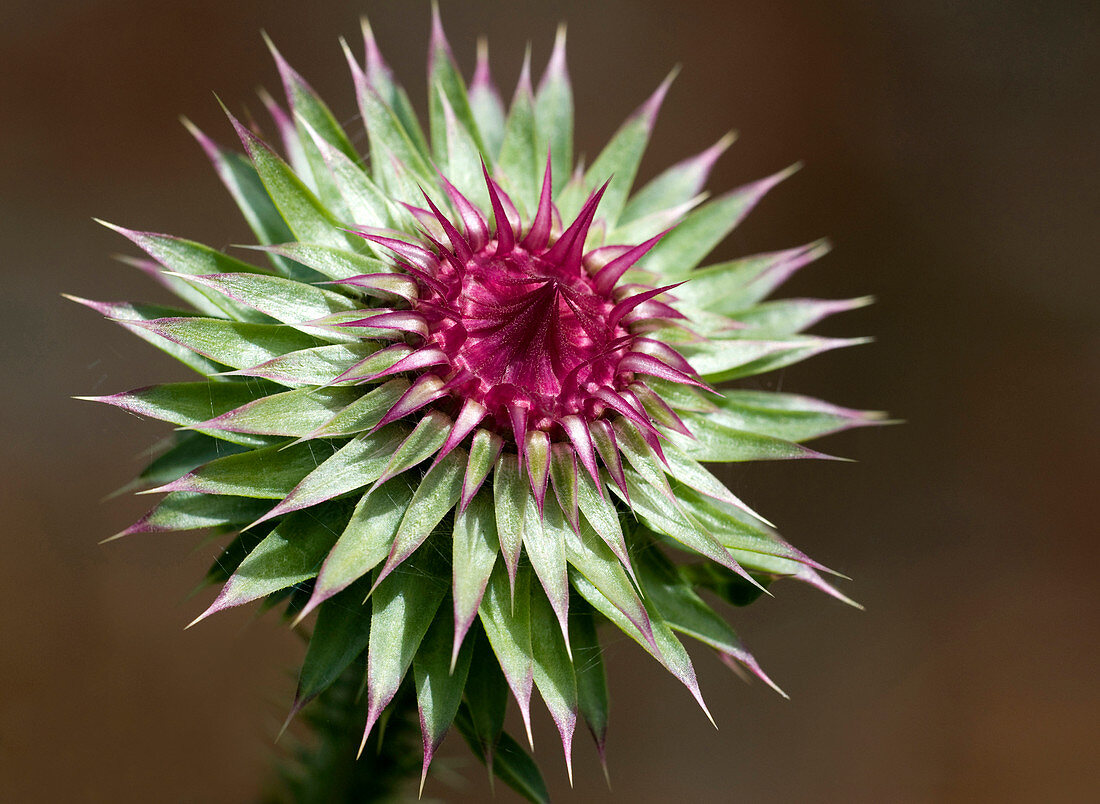 Thistle flower head abstract