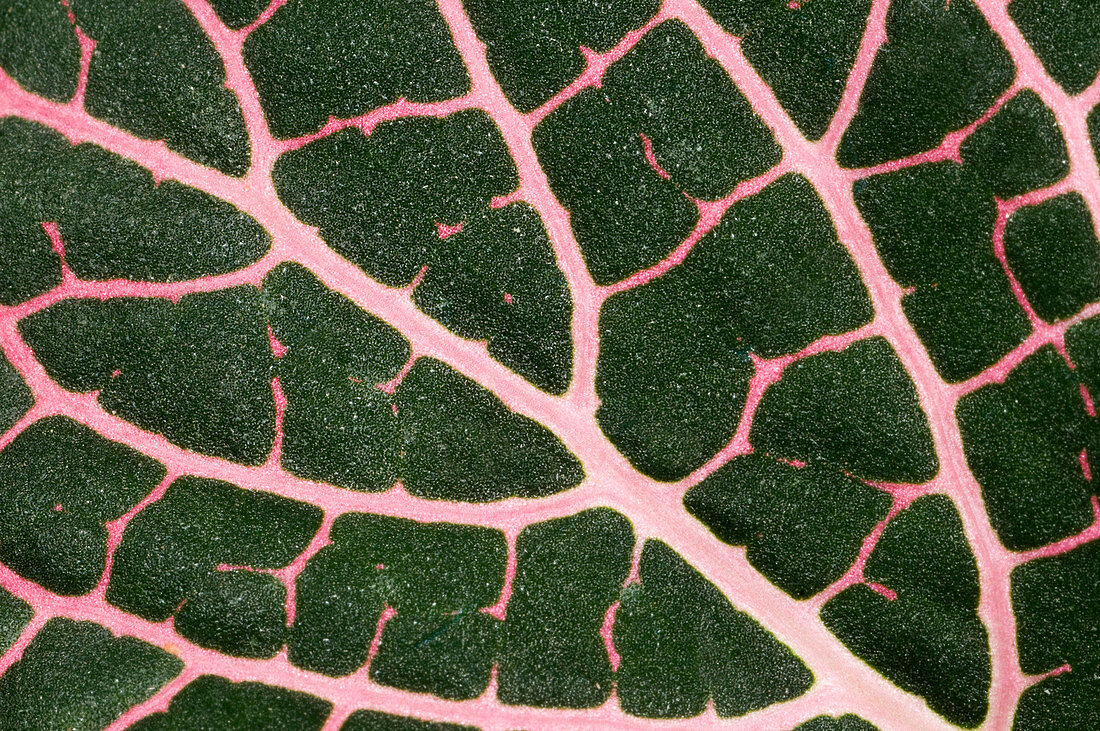 Nerve plant leaf