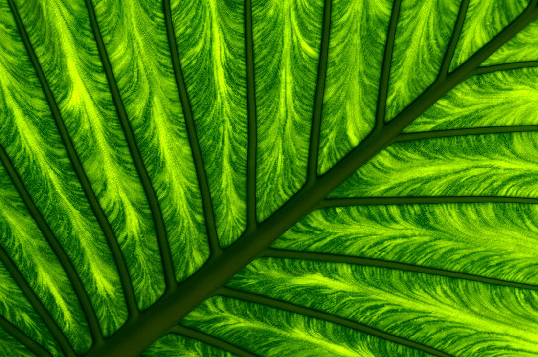 Giant green leaf abstract