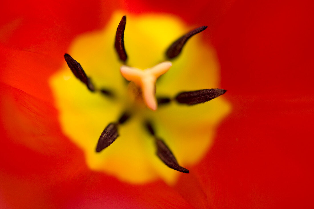 Tulip stamens abstract