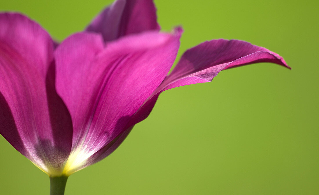 Deep pink tulip abstract