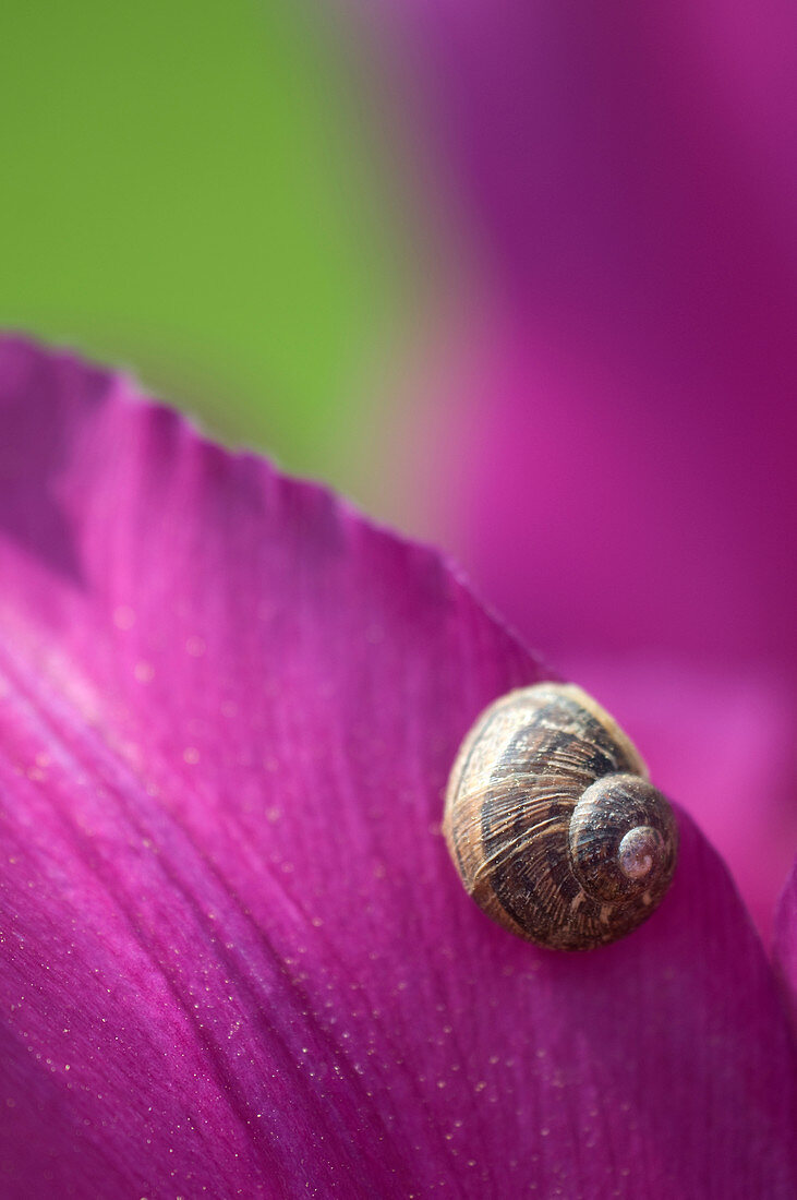 Snail on tulip petals abstract