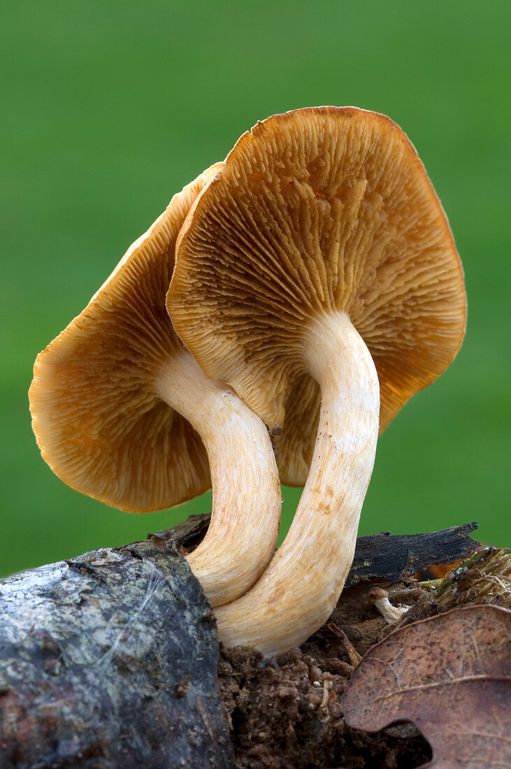 Common rustgill fungus