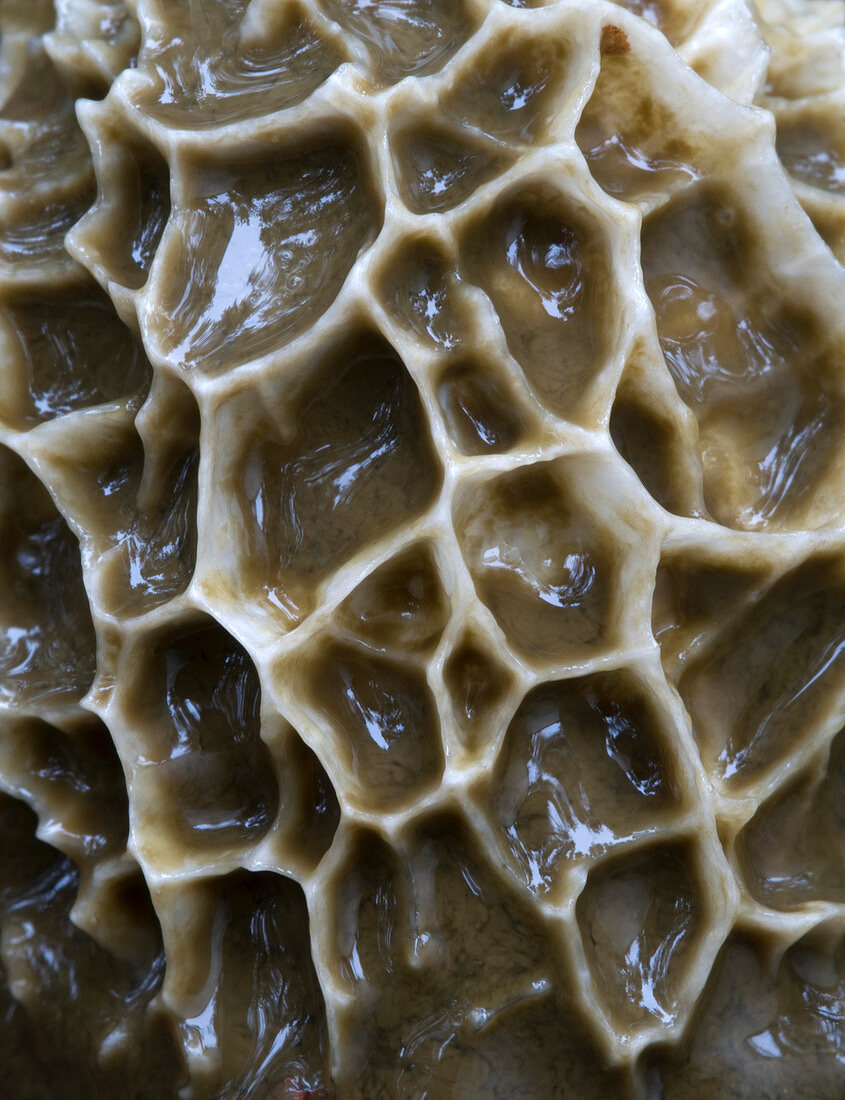 Stinkhorn fungus spore cap abstract