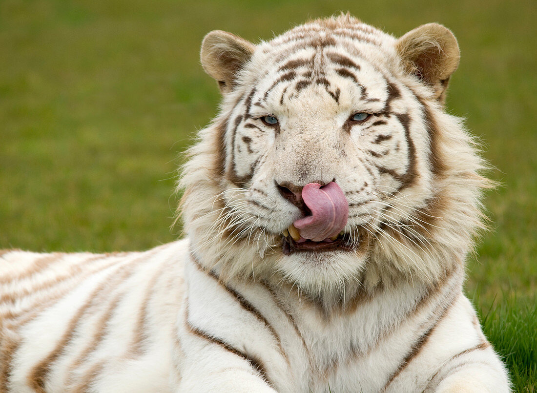 White Bengal tiger