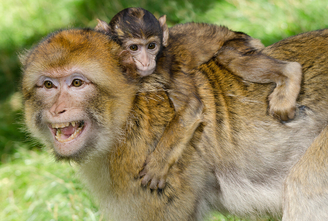 Barbary macaque and baby