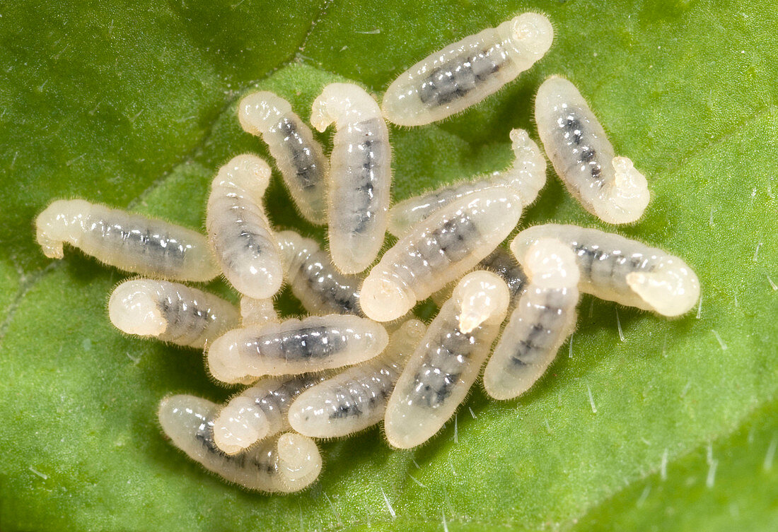 Black garden ant larvae