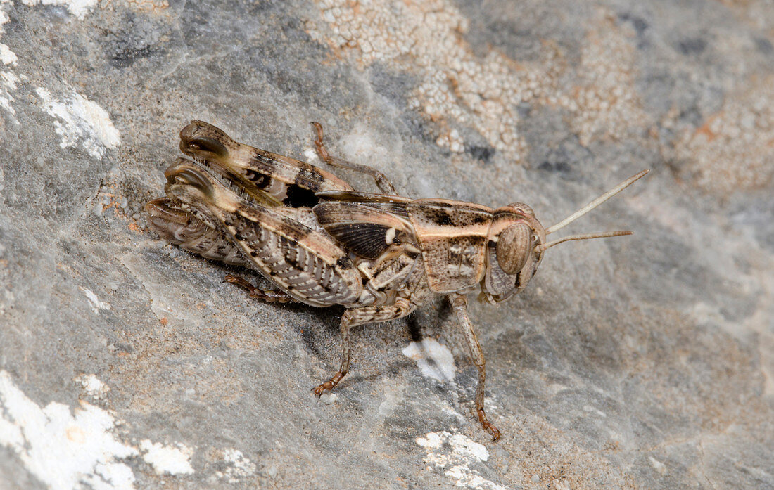 Grasshopper Calliptamus barbarus juvenile