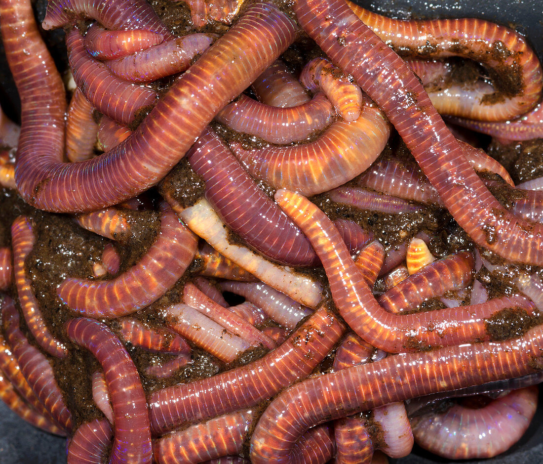 Brandling worms or Red worms