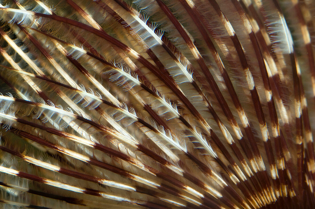 Feather duster worm abstract