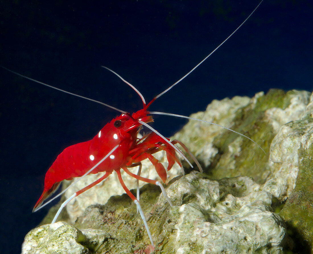 Fire shrimp or Scarlet cleaner shrimp