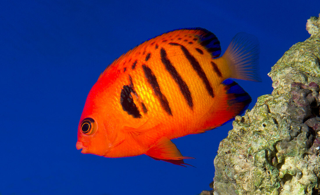 Flame angelfish